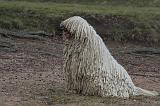 KOMONDOR 123